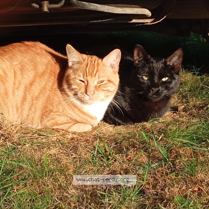 Photo de chat perdu à St Augustin