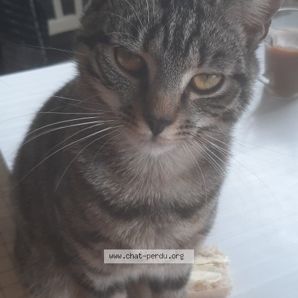 Photo 1/1 bébé chat Chat perdu à Corcieux