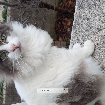 Photo 1/1 Flocky Chat perdu à Chateaurenard