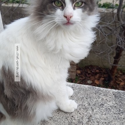 Photo 1/1 Flocky Chat perdu à Chateaurenard