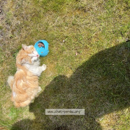 Photo 1/1 Chat trouvé Trouvé à Dunkerque