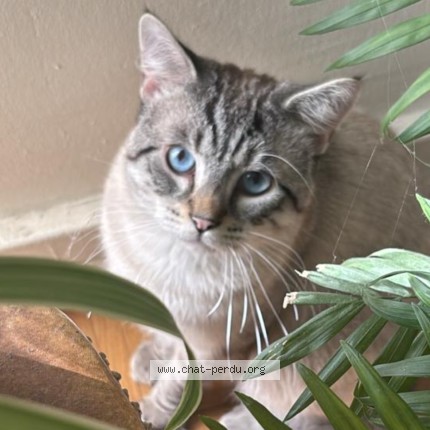 Photo 1/1 Rasco Chat perdu à Stains