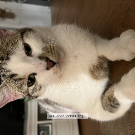 Photo de chat perdu à Le Mesnil Saint Denis