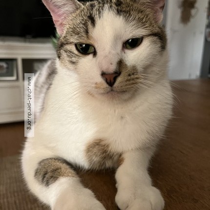 Photo 1/1 Chat retrouvé Perdu à Le Mesnil Saint Denis