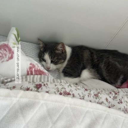 Photo 1/1 Grissette Chat perdu à Limoges