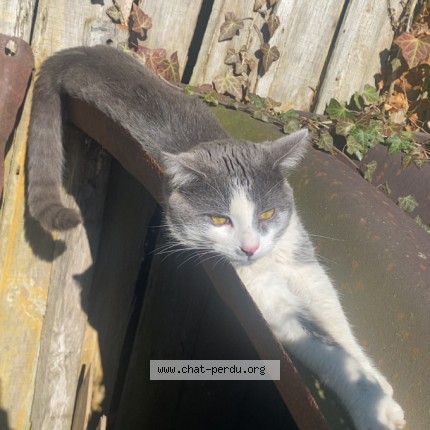 Photo 1/1 Ayo Chat perdu à Mesnil saint georges