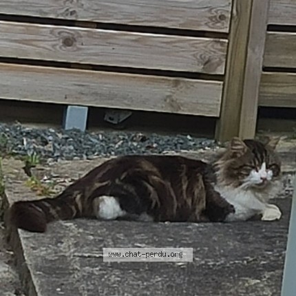 Photo 1/1 Chat trouvé Trouvé à Coueron pays de la loire franc