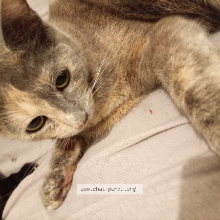 Photo 1/1 princesse Chat perdu à Villeneuve sur lot