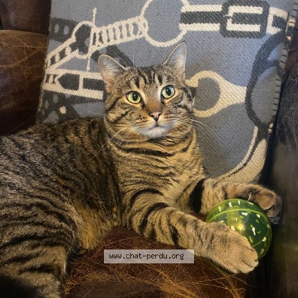 Photo 1/1 Arès Chat perdu à 92700 colombes