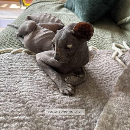 Photo 1/1 Elvis Chat perdu à Mandelieu