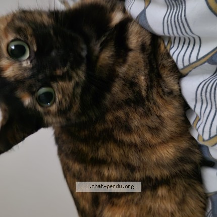 Photo 1/1 Minette Chat perdu à La chapelle saint aubin