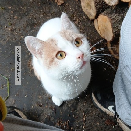 Photo 1/1 sakapuce Chat perdu à Coudreceau