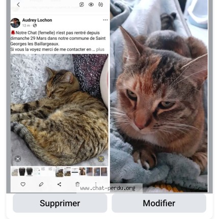 Photo 1/1 nougatine Chat perdu à Saint georges les baillargeaux