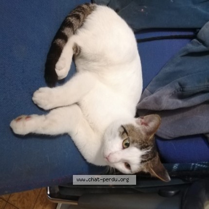 Photo 1/1 Chat trouvé Trouvé à Bruxelles