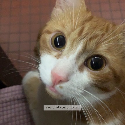 Photo 1/3 Tacos Chat perdu à Amilly