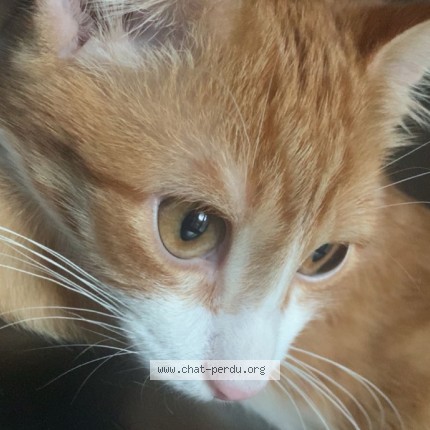 Photo 2/3 Tacos Chat perdu à Amilly