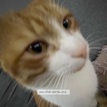 Photo 3/3 Tacos Chat perdu à Amilly