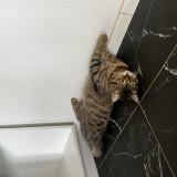 mimi