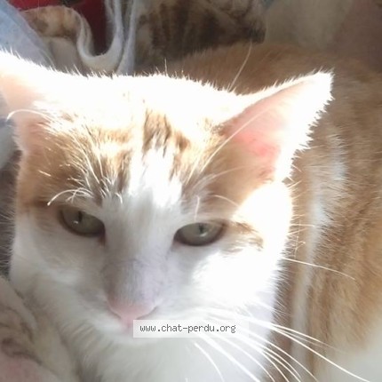 Photo 1/1 roussette Chat perdu à Montgeron