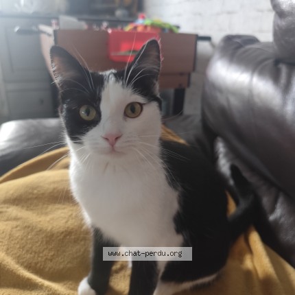 Photo de chat perdu à Saint Etienne