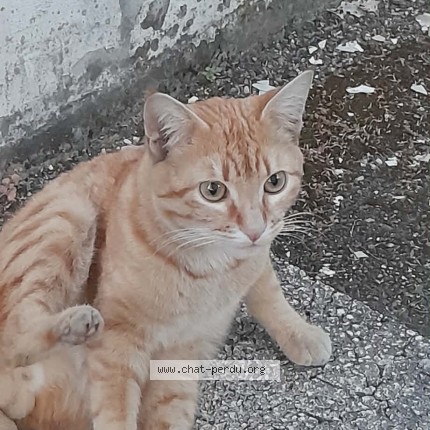 Photo 1/1 Chat trouvé Trouvé à Schiltigheim