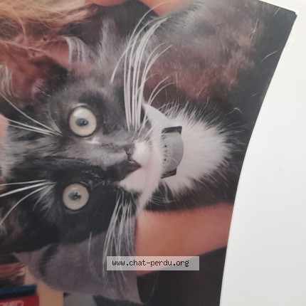 Photo de chat perdu à Entrammes