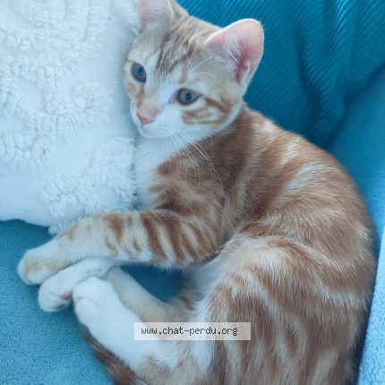 Photo de chat perdu à Paris 17