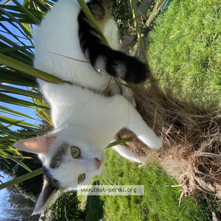 Photo de chat perdu à Rennes