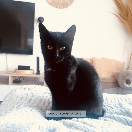 Photo de chat perdu à Guipry Messac