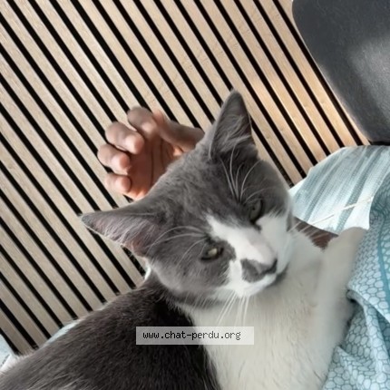 Photo de chat perdu à Poissy