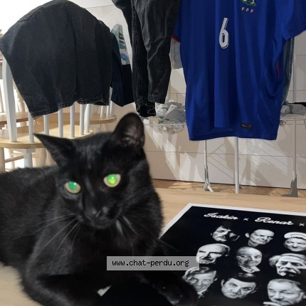 Photo de chat perdu à Le Mans