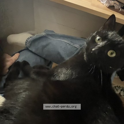 Photo 2/4 bushi Chat perdu à Le mans