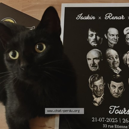 Photo 3/4 bushi Chat perdu à Le mans