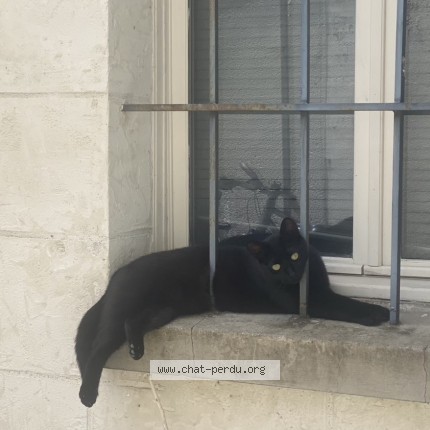 Photo 4/4 bushi Chat perdu à Le mans