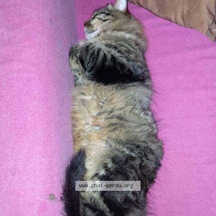 Photo de chat perdu à Saint Symphorien