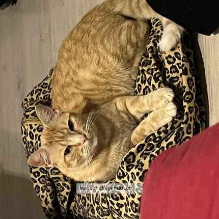 Photo de chat perdu à Lalongue