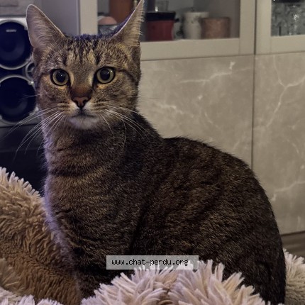 Photo de chat perdu à Besancon