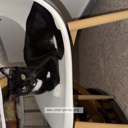 Photo 1/1 Chat trouvé Trouvé à Grenoble