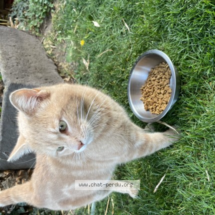 Photo de chat trouvé à Blanzat