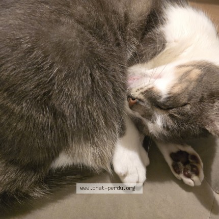 Photo de chat perdu à Perenchies