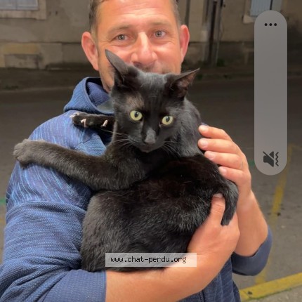 Photo de chat trouvé à Ales