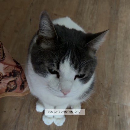 Photo de chat perdu à Marseille