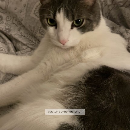 Photo 2/2 Coco Chat perdu à Marseille