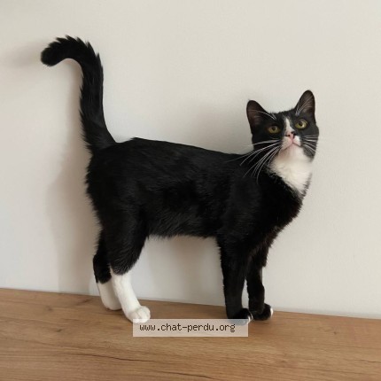 Photo de chat perdu à Semur En Auxois