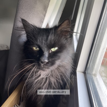 Photo de chat perdu à Linselles