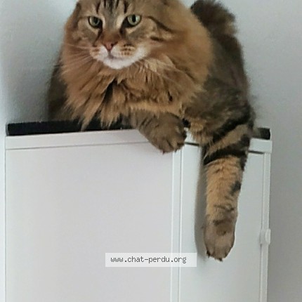 Photo de chat perdu à La Chapelle Vendomoise