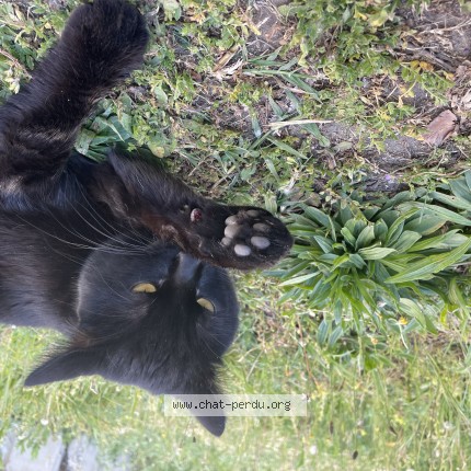 Photo de chat trouvé à Lyon