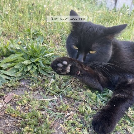 Photo 1/4 Chat retrouvé Trouvé à Lyon