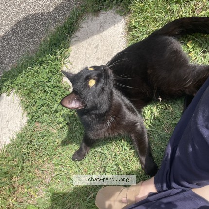 Photo 4/4 Chat retrouvé Trouvé à Lyon