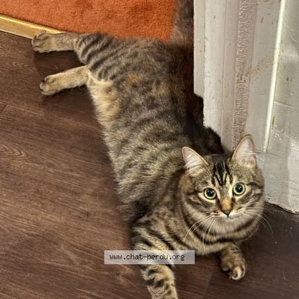 Photo de chat perdu à Toulouse